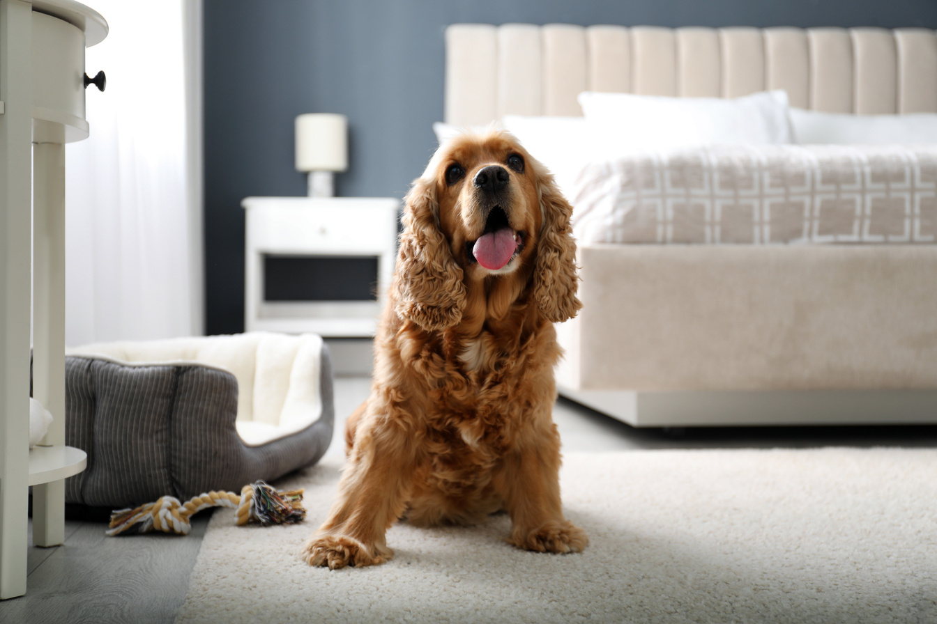 Cute English Cocker Spaniel Indoors. Pet Friendly Hotel