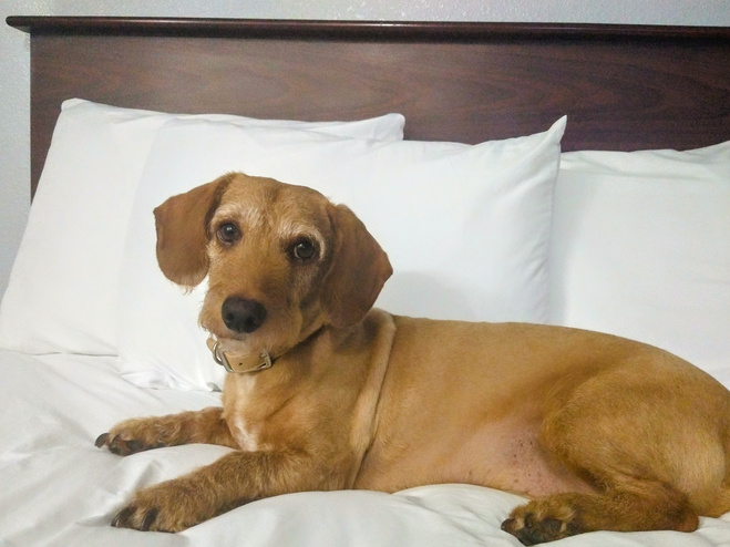 Hotel for dog