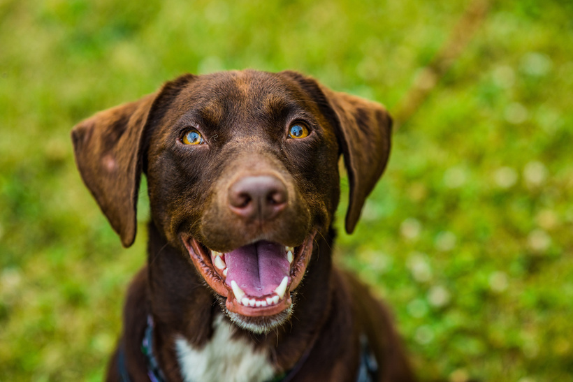 Happy dog
