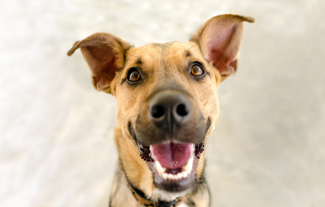 Dog Happy Excited Smiling Face