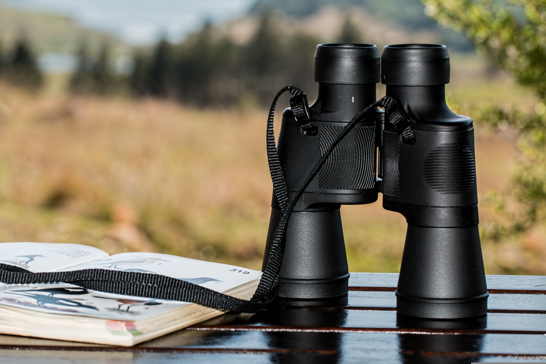 binoculars,birdwatching,spy,glass