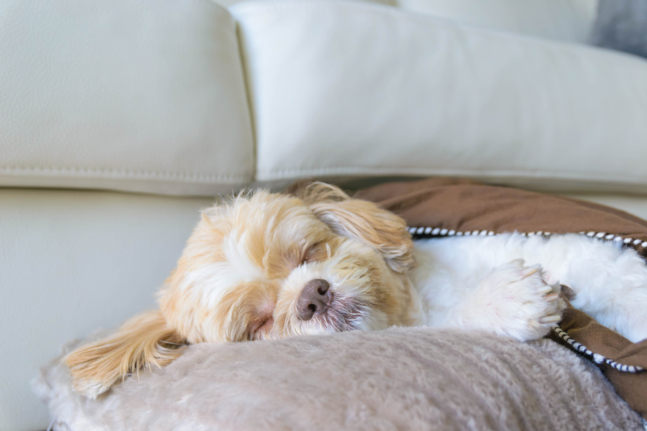 dog sleeping